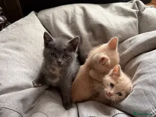 British Shorthair cats 2 British shorthair kittens - Advert 9