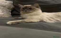 Ragdoll cats for sale: Beautiful 8 Month Old Ragdolls – Loving Homes Only - Image 7