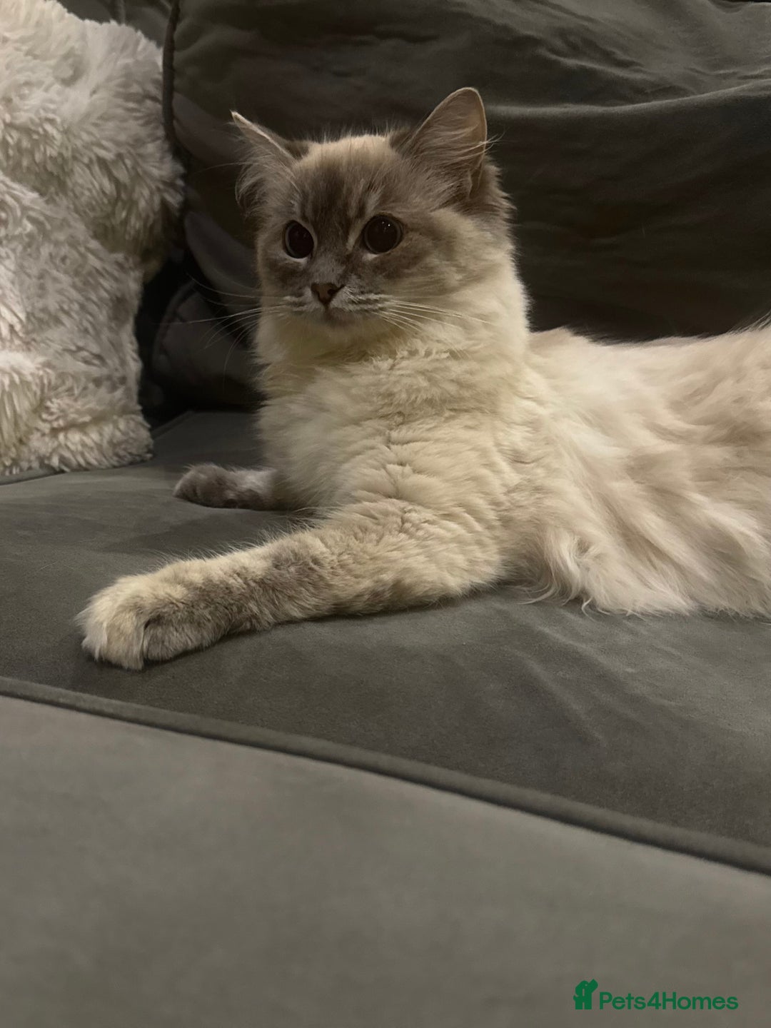 Ragdoll cats for sale: Beautiful 8 Month Old Ragdolls – Loving Homes Only - Image 7