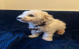 Bichon Frise dogs for sale: 4 adorable bichon puppy’s  - Image 28