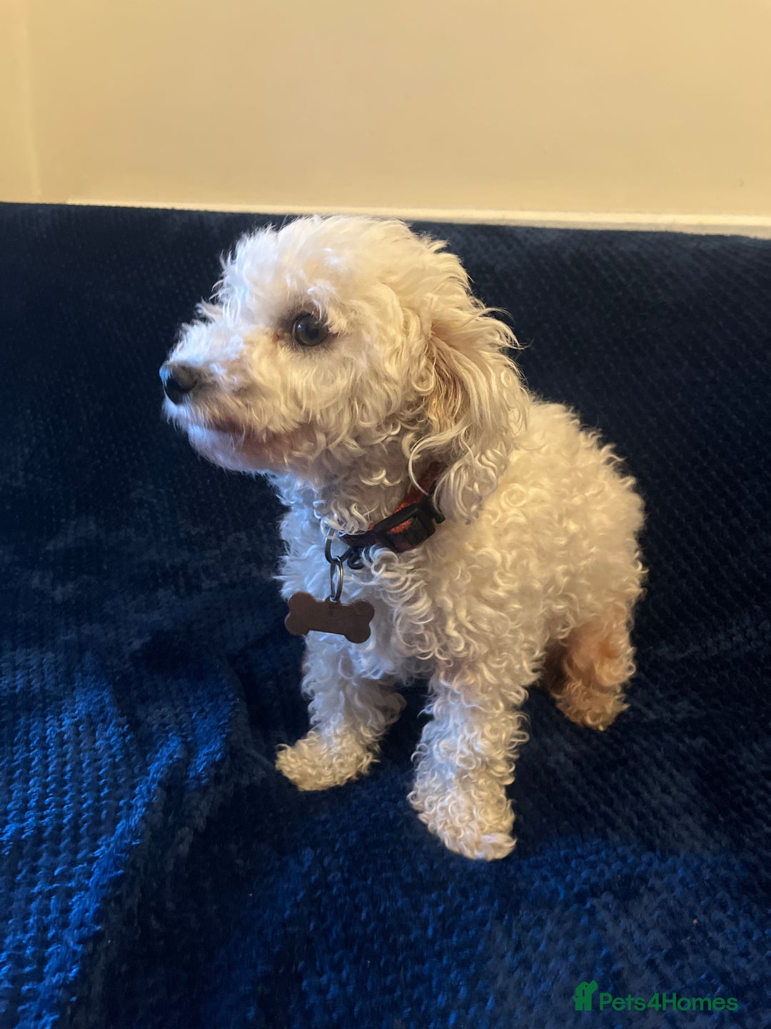 Bichon Frise dogs for sale: 4 adorable bichon puppy’s  - Image 28