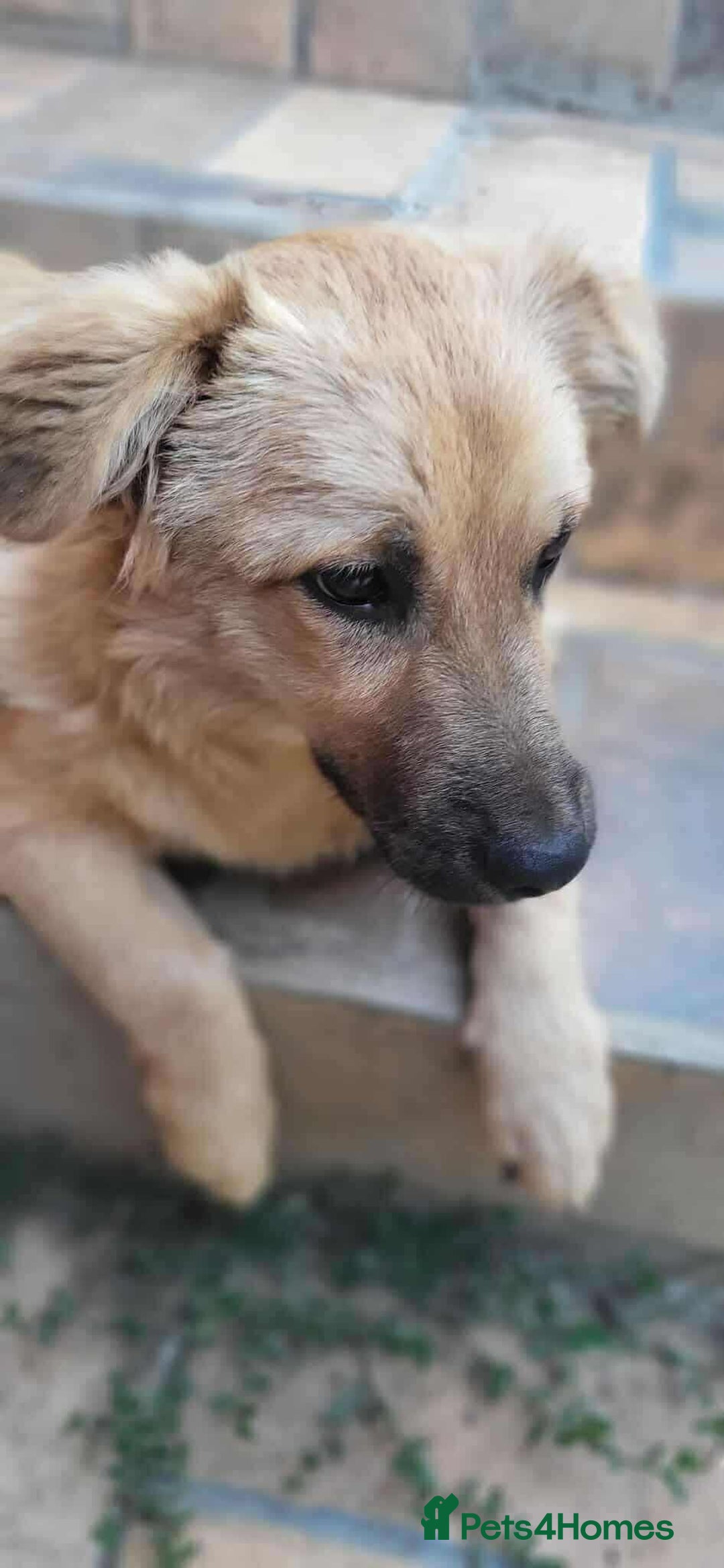 Mixed Breed dogs for adoption: BARLEY, 6mo, small - loves dogs, kids,cats/loving - Image 7