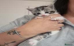 Mixed Breed cats for sale: 2 beautiful kittens  - Image 5