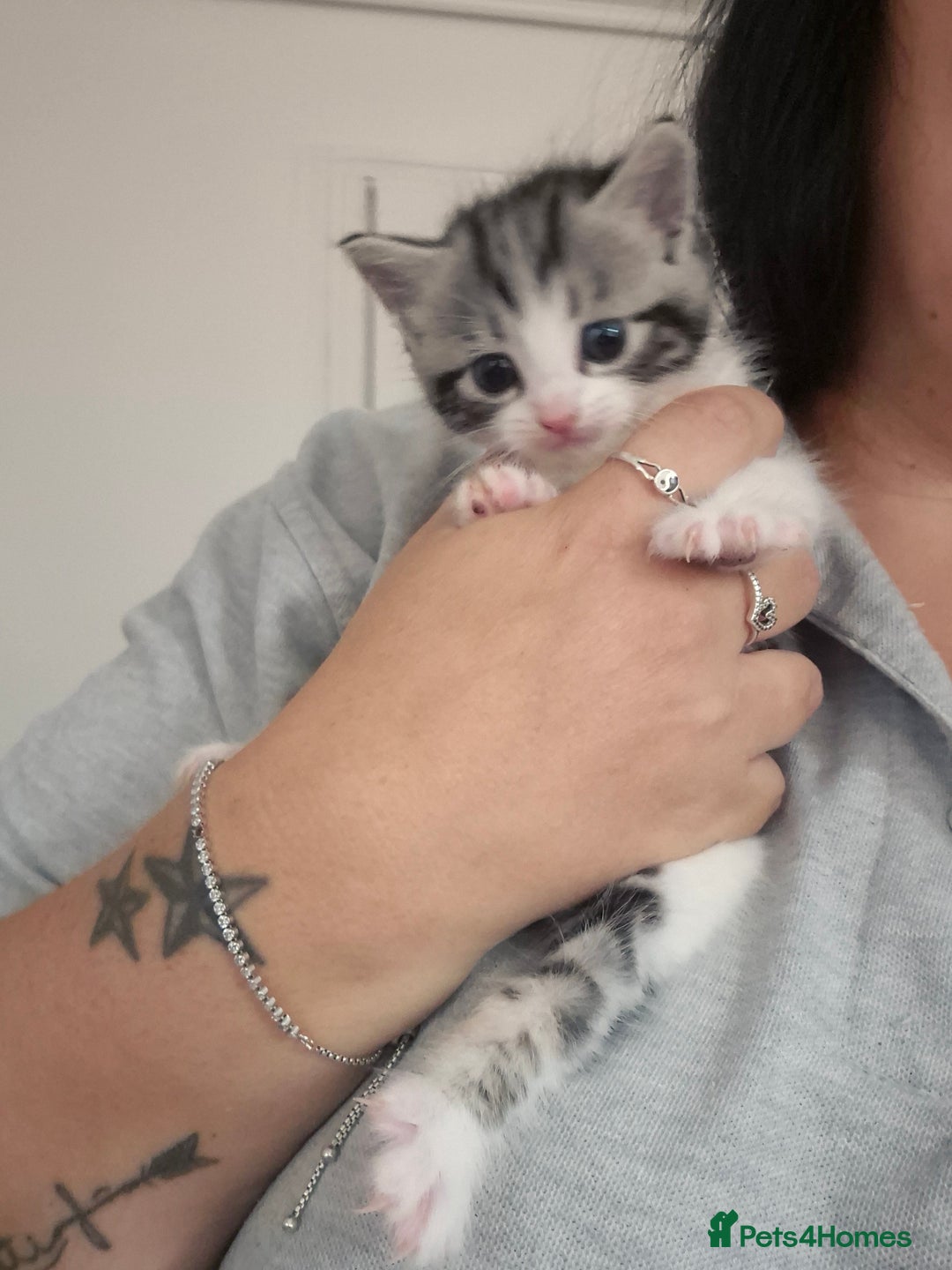 Mixed Breed cats for sale: 2 beautiful kittens  - Image 5