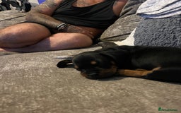 Mixed Breed dogs for sale: Miniature dachshund X French bulldog  - Image 13
