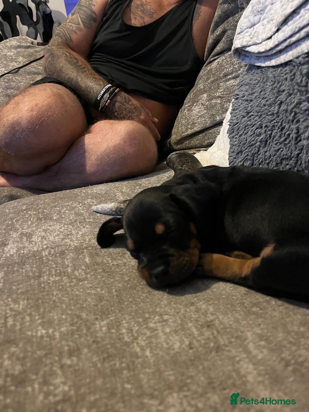 Mixed Breed dogs for sale: Miniature dachshund X French bulldog  - Image 13