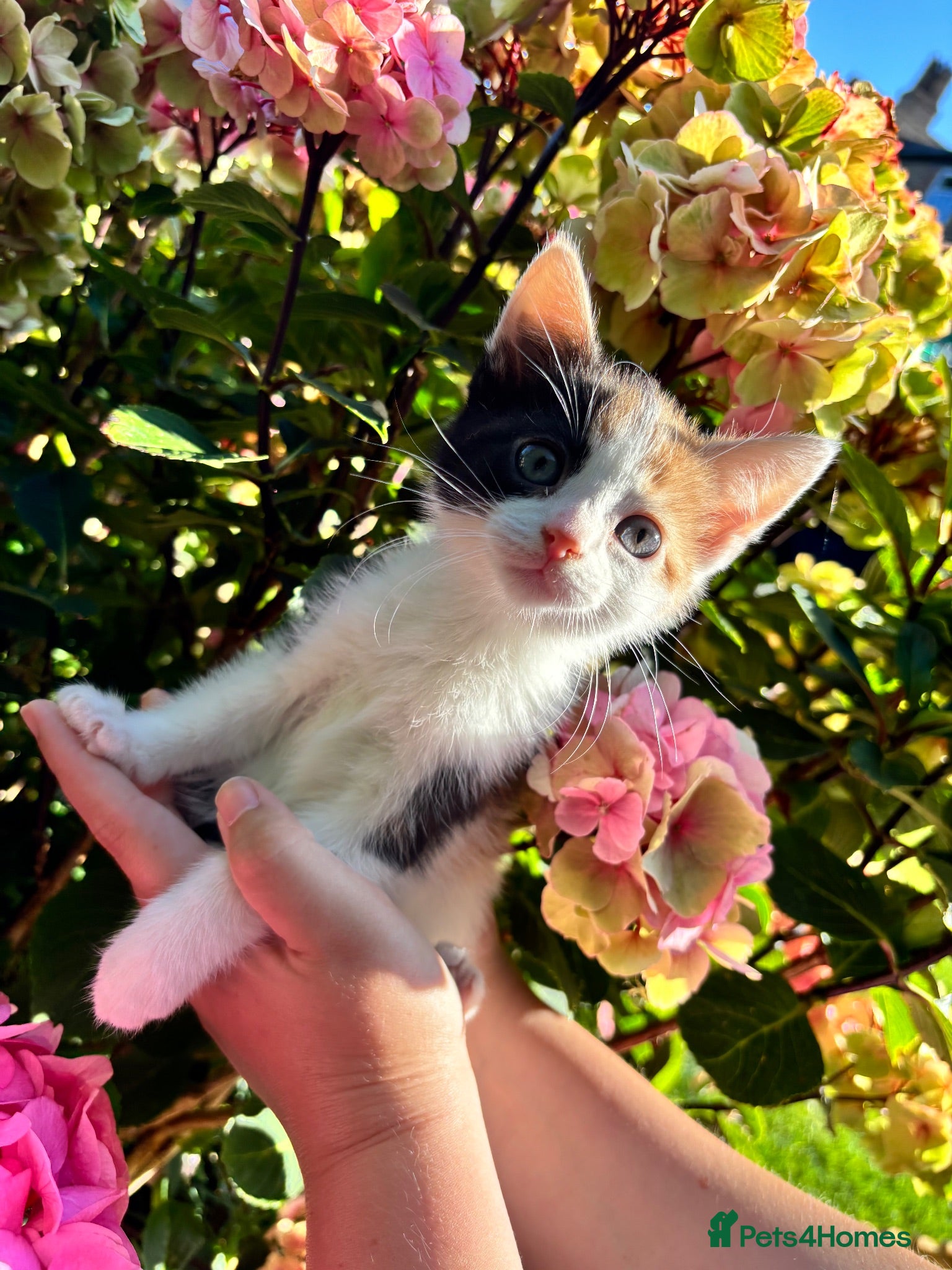 Mixed Breed cats 6 beautiful kittens for sale  - Advert 7