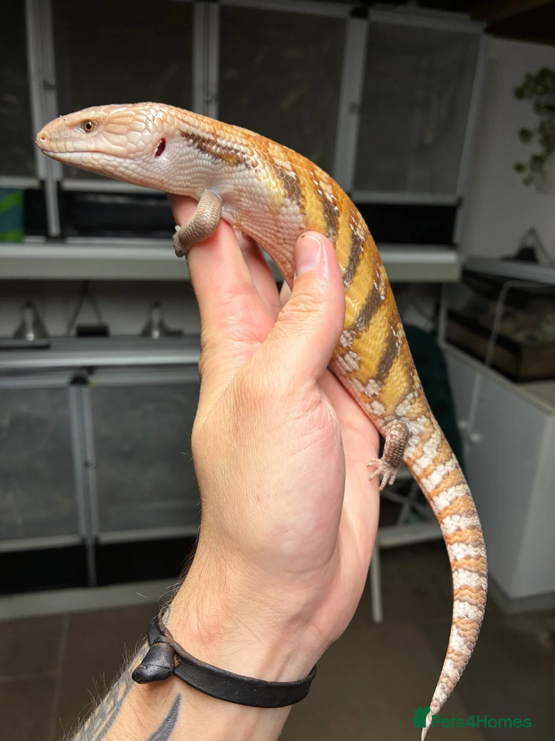 Skink reptiles for sale: Northern Blue Tongue Skink babies - Advert 2