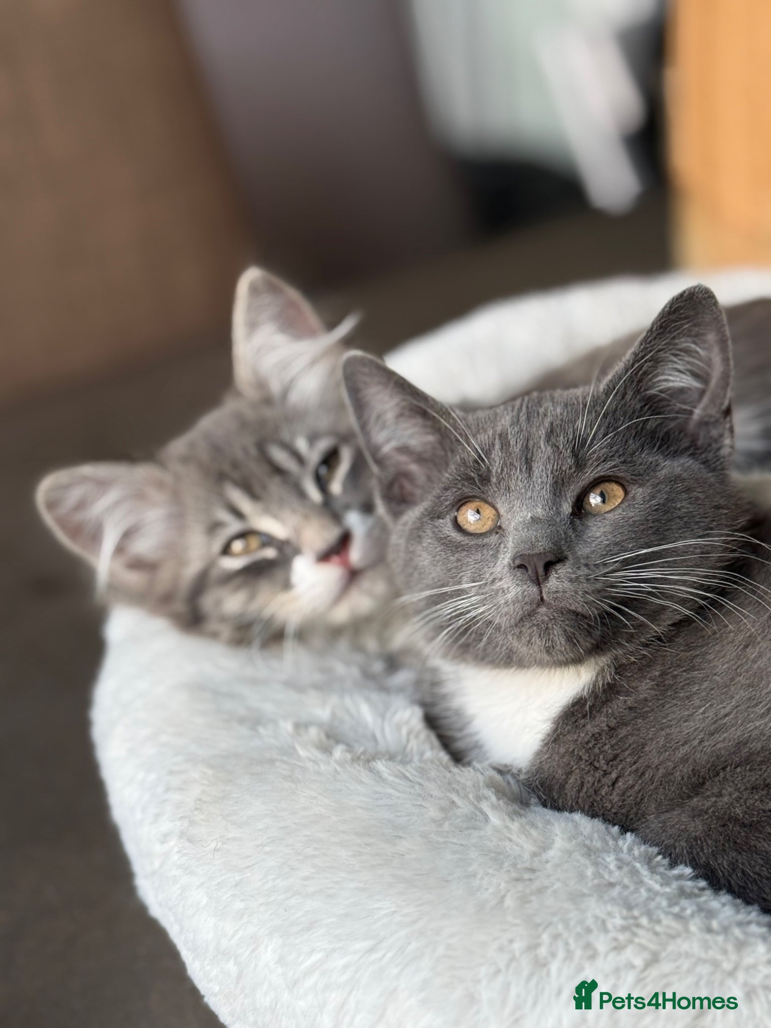 Mixed Breed cats Half Russian Blue kittens - Advert 8