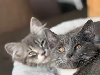 Mixed Breed cats Half Russian Blue kittens - Advert 8