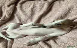 Whippet dogs for sale: Kc reg whippets  - Image 3