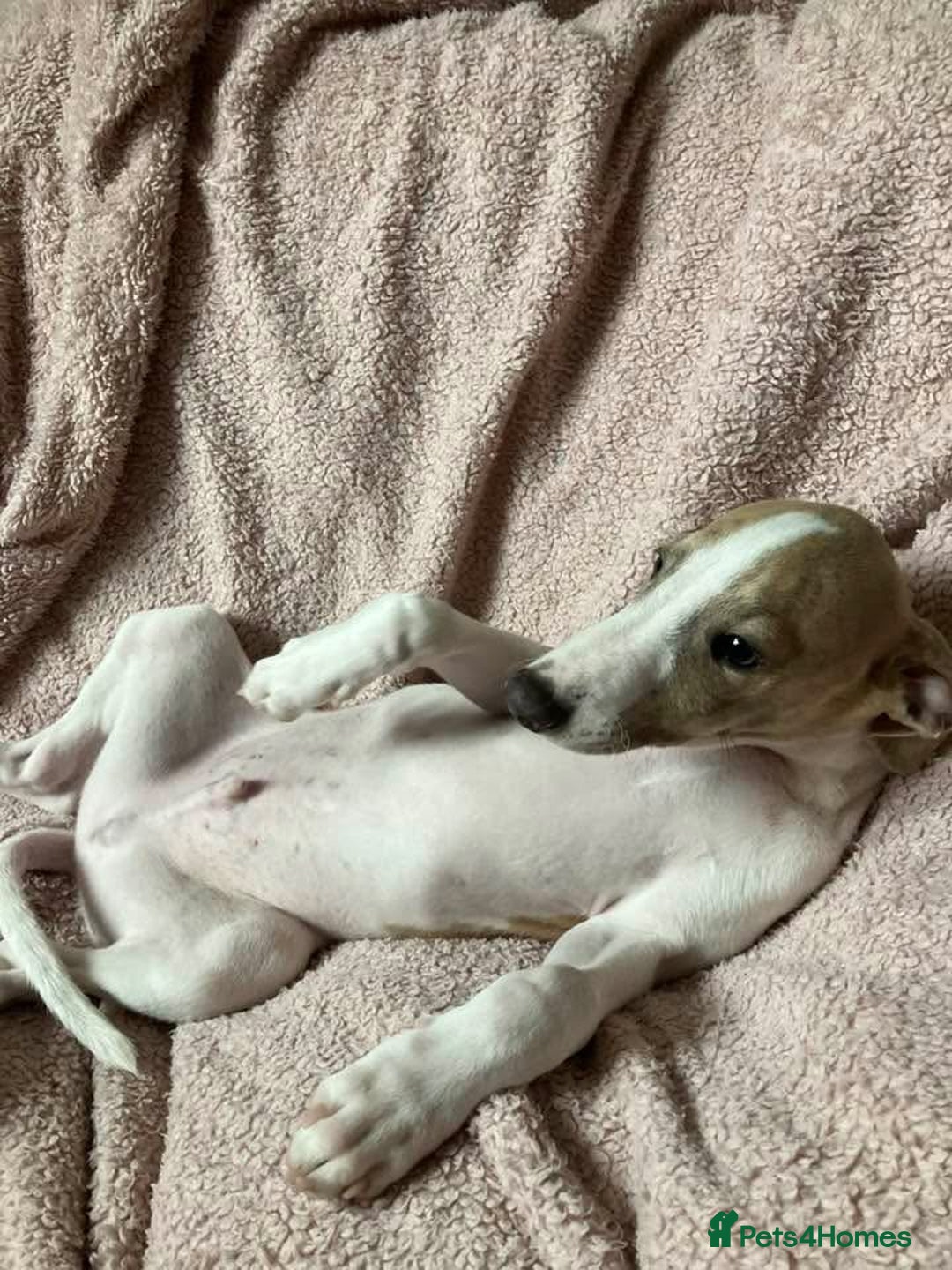 Whippet dogs for sale: Kc reg whippets  - Image 3