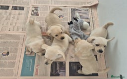 West Highland Terrier dogs for sale: WEST HIGHLAND DAXIE'S - Image 36