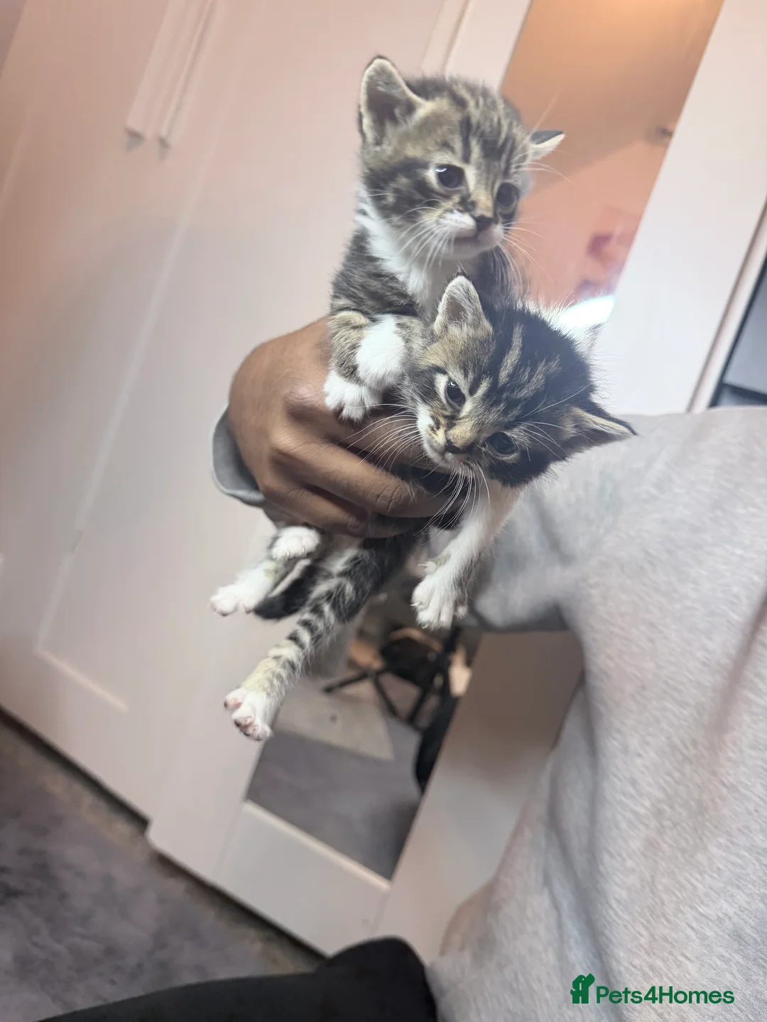 American Shorthair cats for sale: American shorthair/domestic shorthair kittens   in London - Advert 12