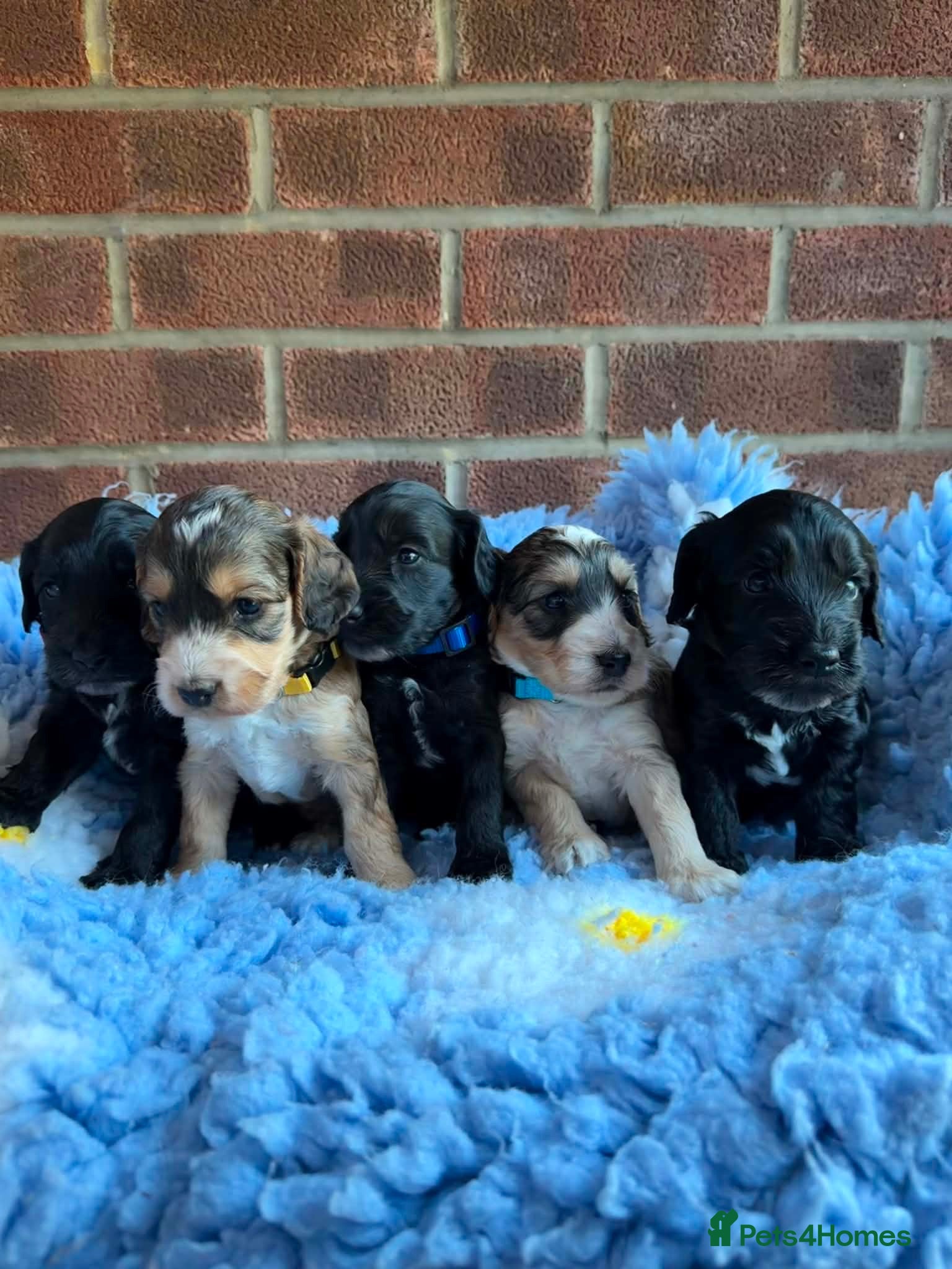 Cockapoo dogs ⭐️ F1 Cockapoos ~ Health Tested Parents ⭐️ - Advert 2