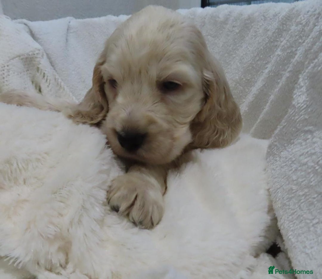 Cocker Spaniel dogs for sale: 🏆🏆Show Type Cocker Spaniel 🏆 - Advert 24