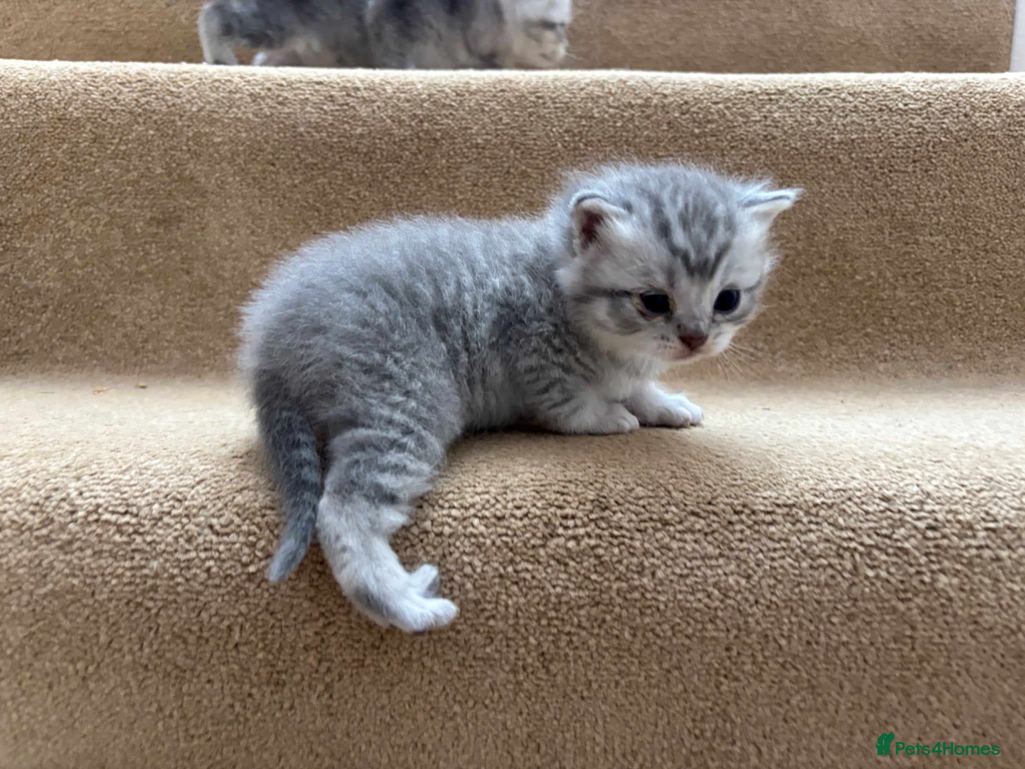 British Shorthair cats for sale: Beautiful family of stunning BSH and Blue - Advert 16