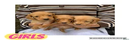 Cockerdor dogs for sale: Fox red Cockerdor pups 🐶 - Advert 6