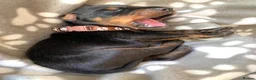 Dobermann dogs for sale: KC REGISTERED DOBERMAN PUPPIES - Advert 22