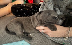 Staffordshire Bull Terrier dogs for sale: ✨ Blue Staffy Pups – Happy, Healthy & Loving!  - Image 22