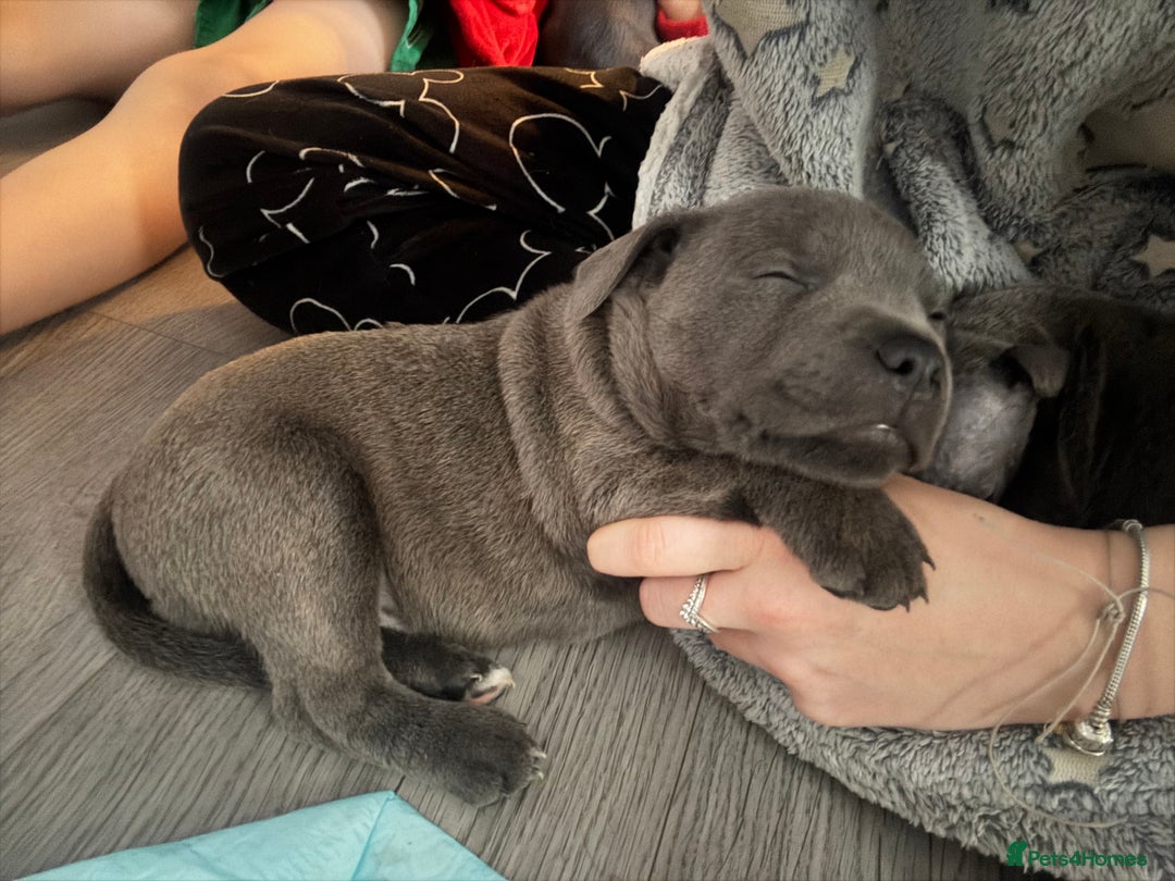 Staffordshire Bull Terrier dogs for sale: ✨ Blue Staffy Pups – Happy, Healthy & Loving!  - Image 22