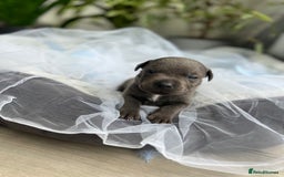 Staffordshire Bull Terrier dogs for sale: 🔷 Pharaon Champion Line Pups 🔷 in Wolverhampton - Image 21