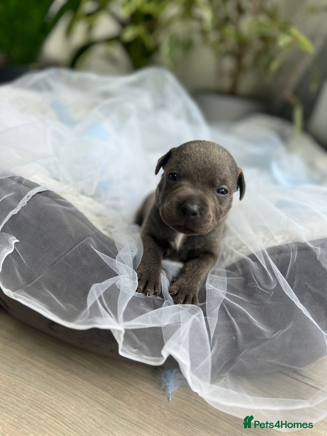 Staffordshire Bull Terrier dogs for sale: 🔷 Pharaon Champion Line Pups 🔷 in Wolverhampton - Image 21