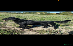 Flat coated Retriever dogs for sale: FLATCOATED RETRIEVER PUPPYS  - Image 3