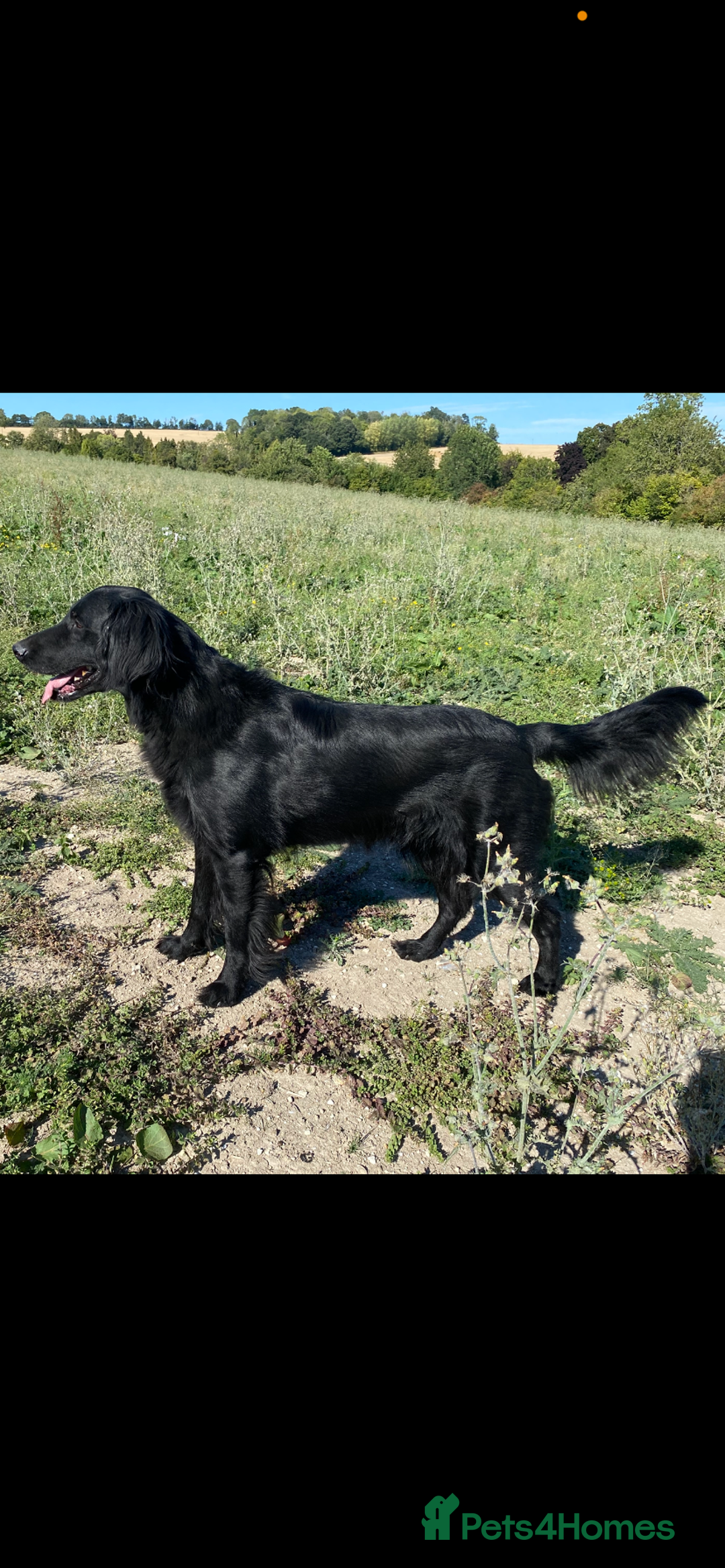 Flat coated Retriever dogs for sale: FLATCOATED RETRIEVER PUPPYS  - Image 3