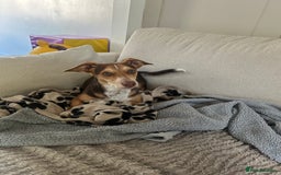 Mixed Breed dogs for sale: Miniature daschund & Jack Russell cross - Image 7
