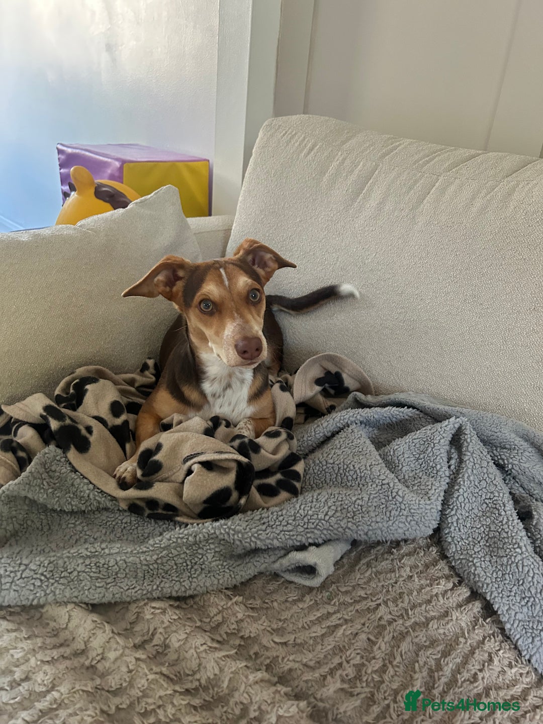 Mixed Breed dogs for sale: Miniature daschund & Jack Russell cross - Image 7