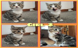 Mixed Breed cats for sale: 4 cute little female kittens for sale - Image 4