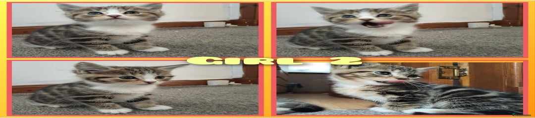 Mixed Breed Kitten 2