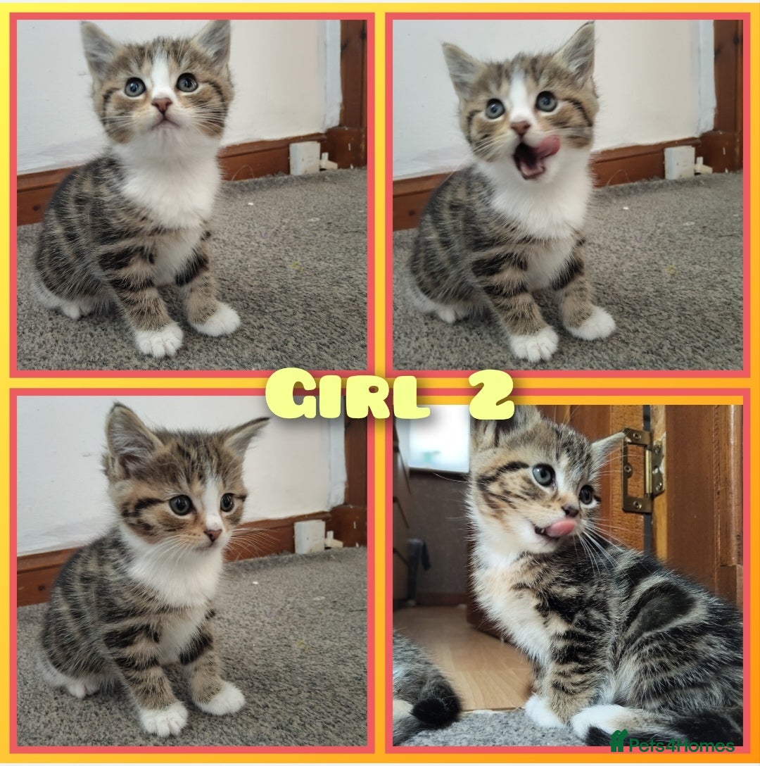 Mixed Breed cats for sale: 4 cute little female kittens for sale - Image 4