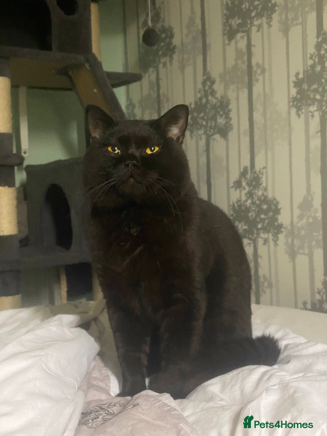 British Shorthair cats for sale: Stunning Unique Pedigree Black British Shorthair  - Advert 10