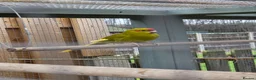 Parakeets birds for sale: Young Kakarikis For Sale - Advert 4