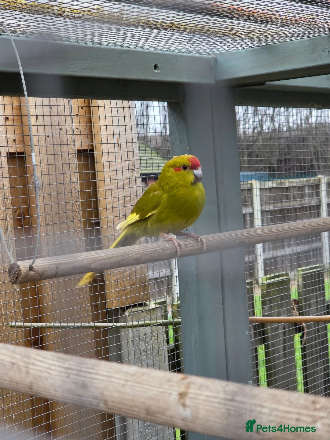 Parakeets birds for sale: Young Kakarikis For Sale - Advert 4