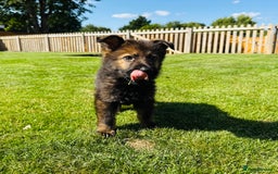 German Shepherd dogs for sale: KC Registered German Shepard Babies 🐾🐾🐾 - Image 4