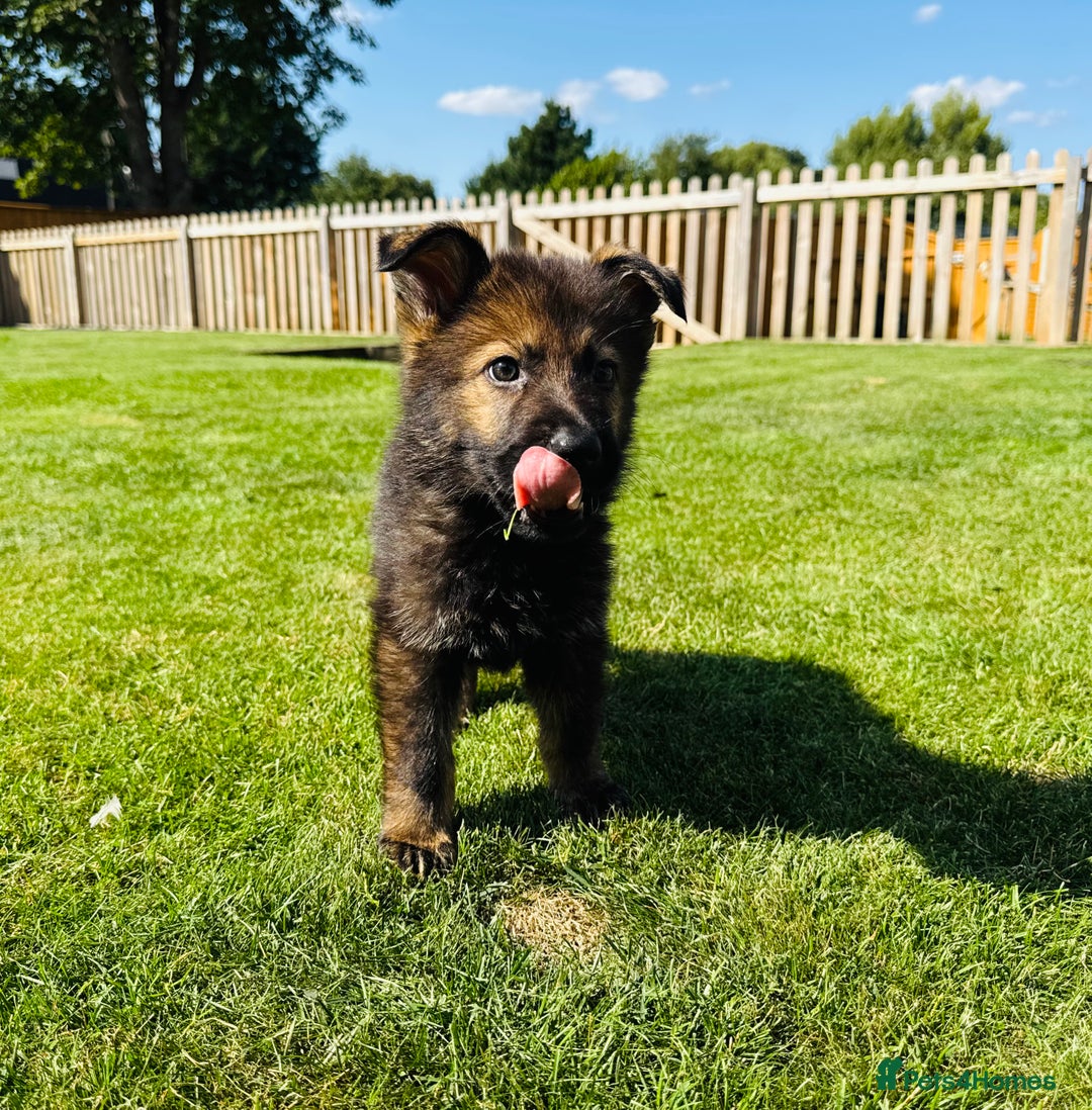 German Shepherd dogs for sale: KC Registered German Shepard Babies 🐾🐾🐾 - Image 4