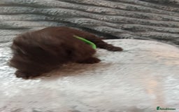 Jackapoo dogs for sale: Beautiful Jackapoos puppies - Advert 35