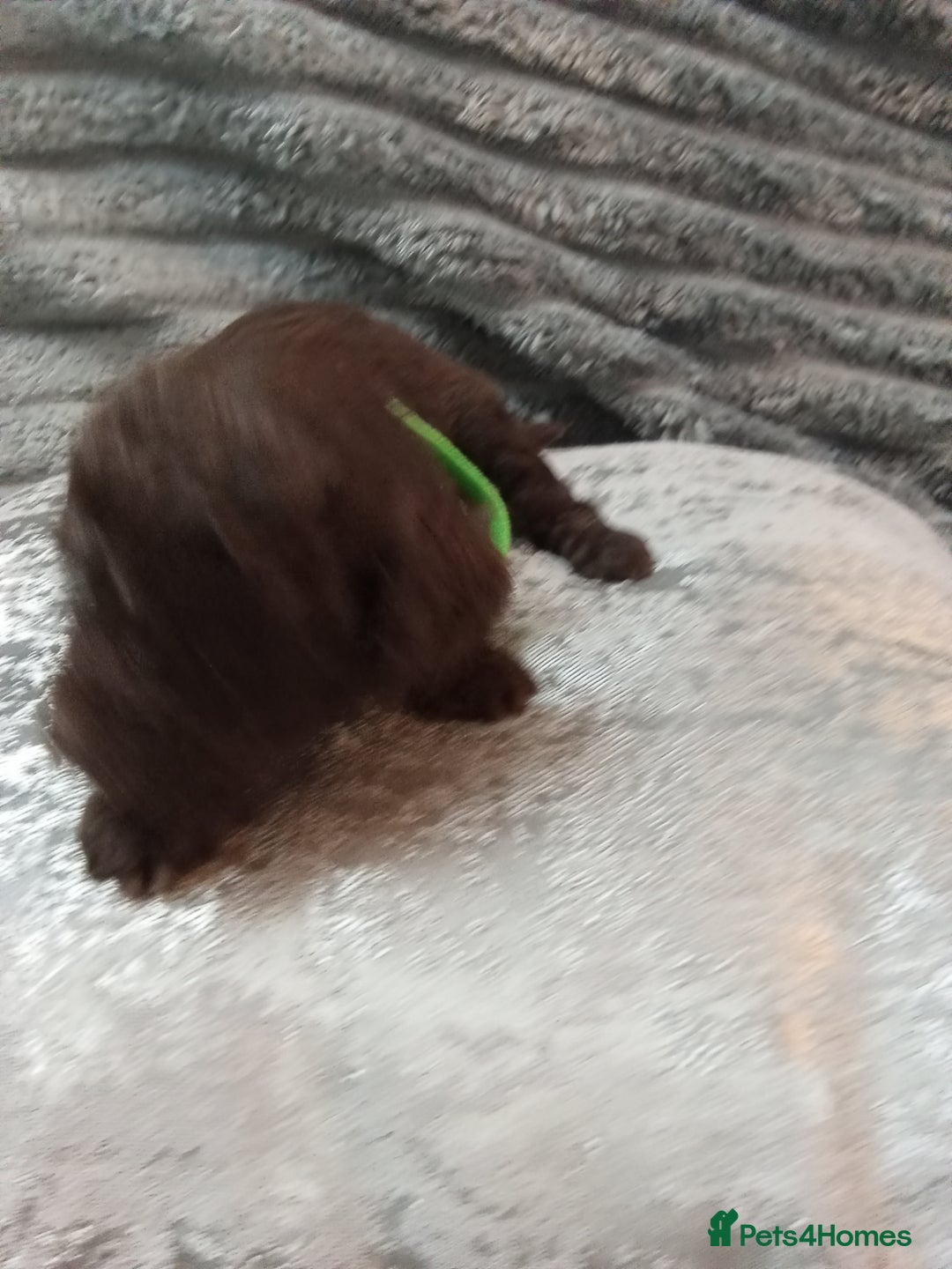 Jackapoo dogs for sale: Beautiful Jackapoos puppies - Advert 35