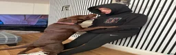 Labrador Retriever dogs for sale: Stunning 7 month old chocolate Labrador  in Sunderland - Advert 3