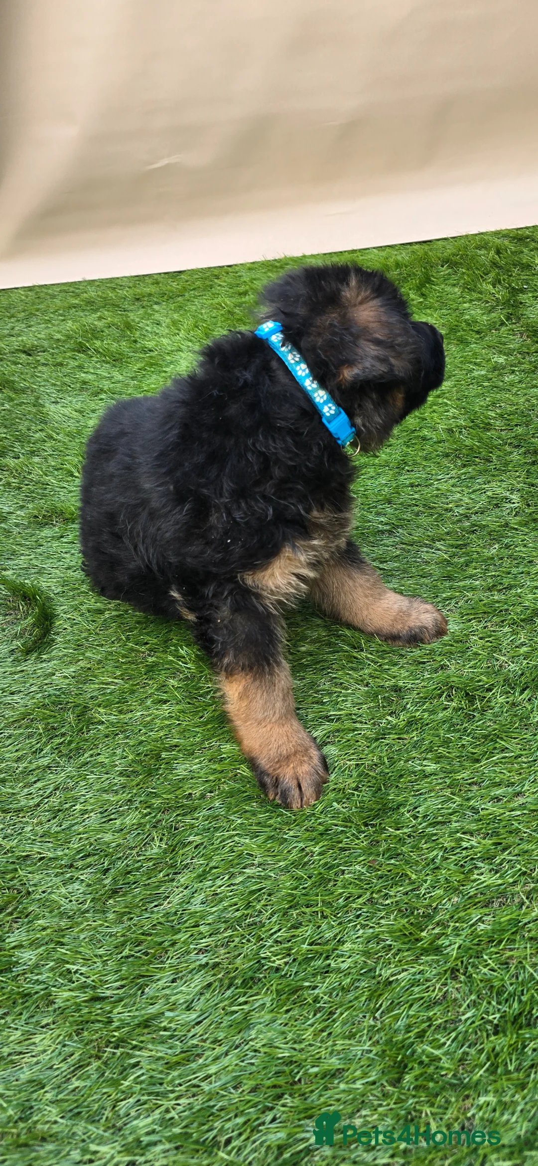 German Shepherd dogs for sale: Long haired German Shepherd puppies in West Bromwich - Advert 41