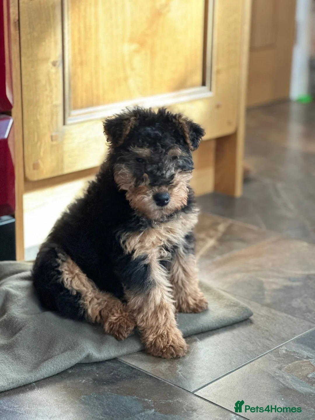 Welsh Terrier dogs for sale: Welsh Terrier Boys available  in Llandysul - Advert 4