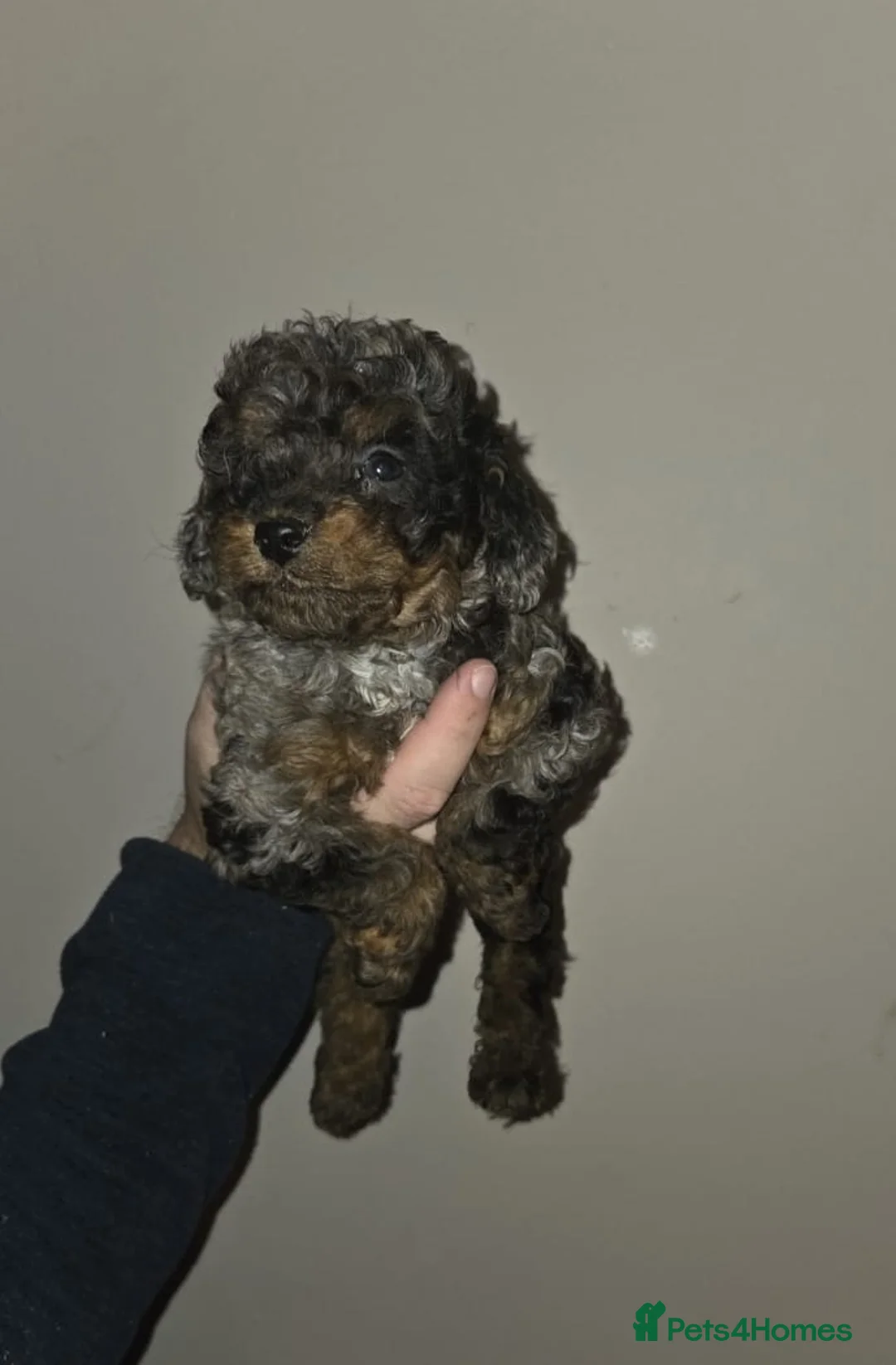Cavapoo dogs for sale: Health tested stunning cavapoo puppies - Advert 7