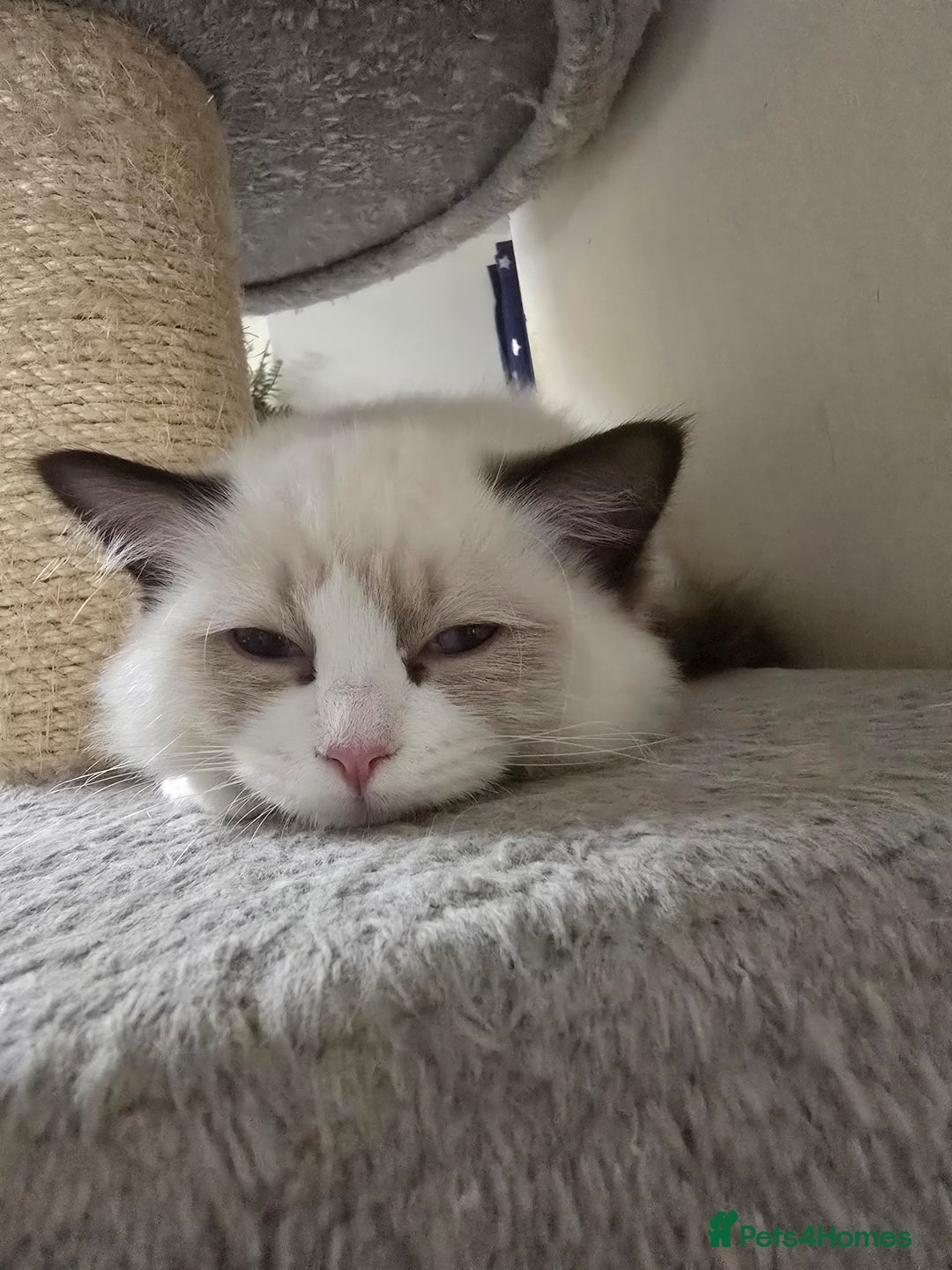 Ragdoll cats for sale: Gccf registered little Queens available 🥰 - Advert 23