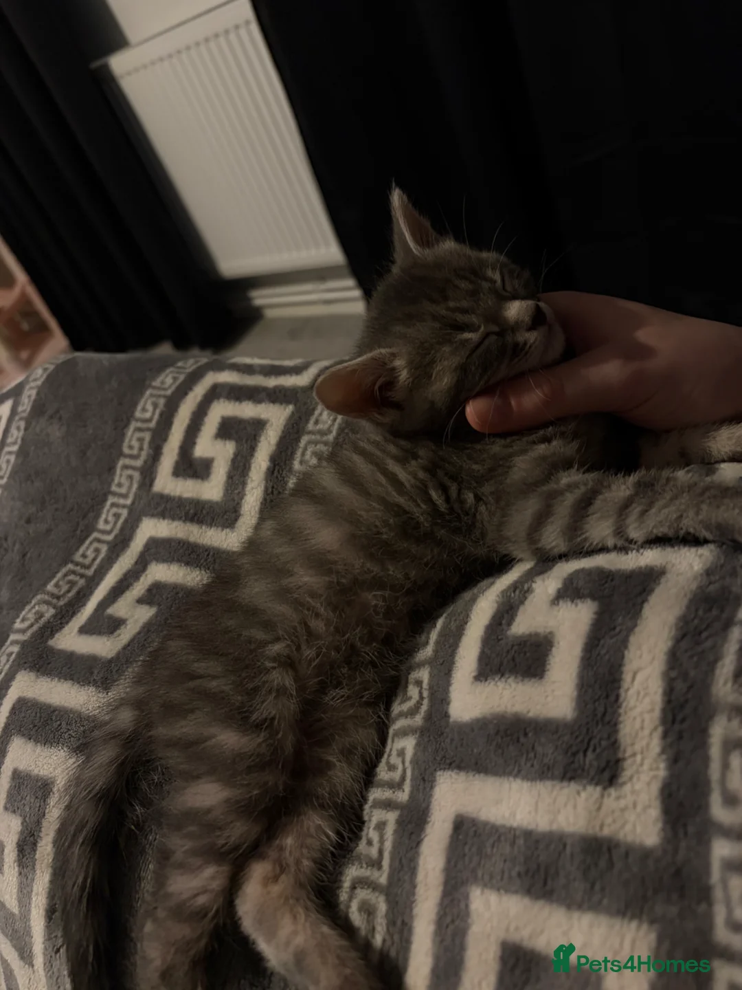 Mixed Breed cats for sale: Pilke kitten for sale - Advert 2