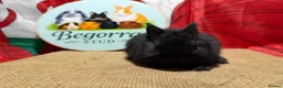 Netherland Dwarf rabbits for sale: Gorgeous pure bred Netherland dwarfs - Advert 4