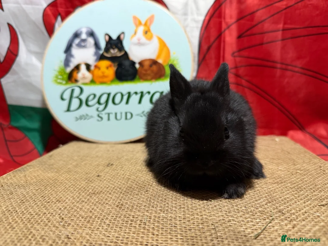 Netherland Dwarf rabbits for sale: Gorgeous pure bred Netherland dwarfs - Advert 4
