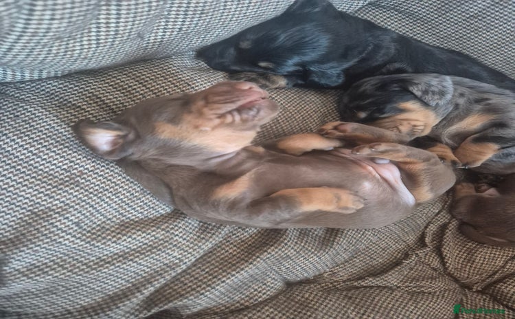 Miniature Dachshund dogs - Advert 15